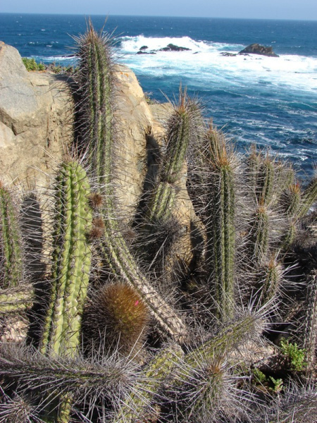 Файл:Eulychnia castanea 1.jpg