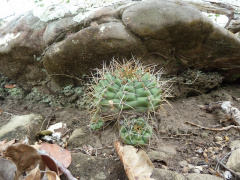 Gymnocalycium chiquitanum.JPG