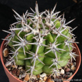 Gymnocalycium monvillei ssp. achirasense 1825.jpg