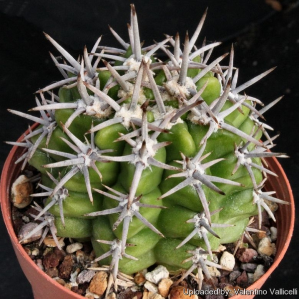 Файл:Gymnocalycium monvillei ssp. achirasense 1825.jpg