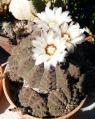 Gymnocalycium quehlianum 14.jpg