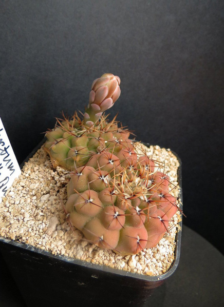 Файл:Gymnocalycium stellatum 5.jpg