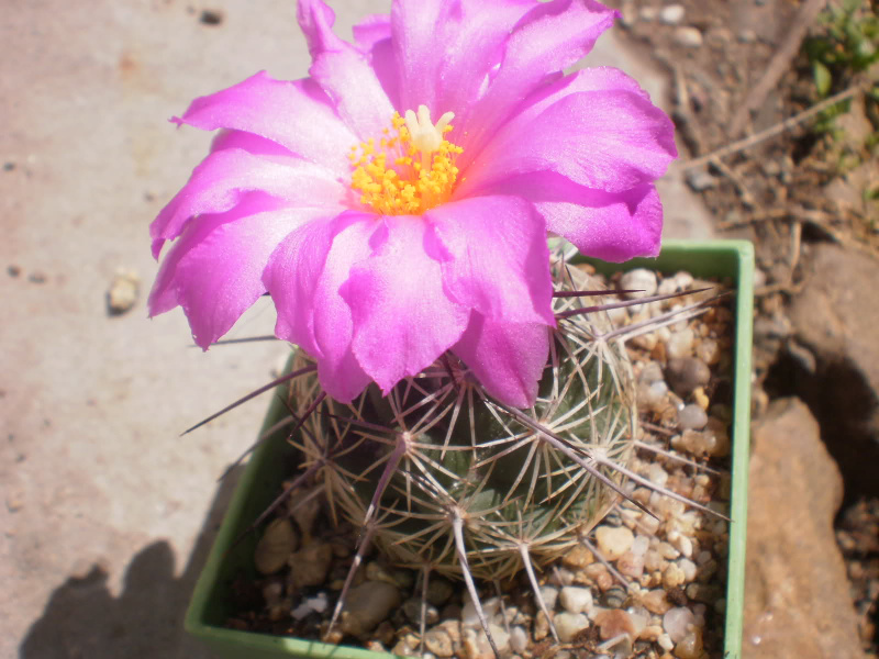 Файл:Neolloydia conoidea A.jpg