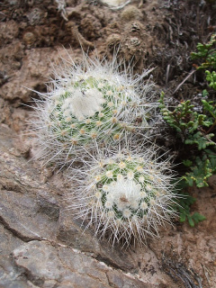 Parodia nivosa 39h.JPG