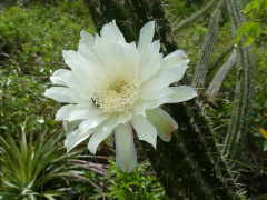 Praecereus euchlorus ssp. euchlorus 4.JPG