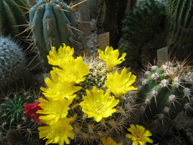 Файл:Rebutia neocumingii.jpg