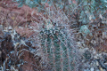 Sclerocactus parviflorus 3.jpg