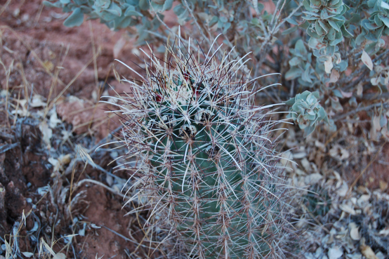 Файл:Sclerocactus parviflorus 3.jpg