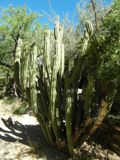 Stenocereus stellatus.JPG