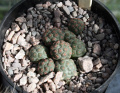 Tephrocactus bonnieae