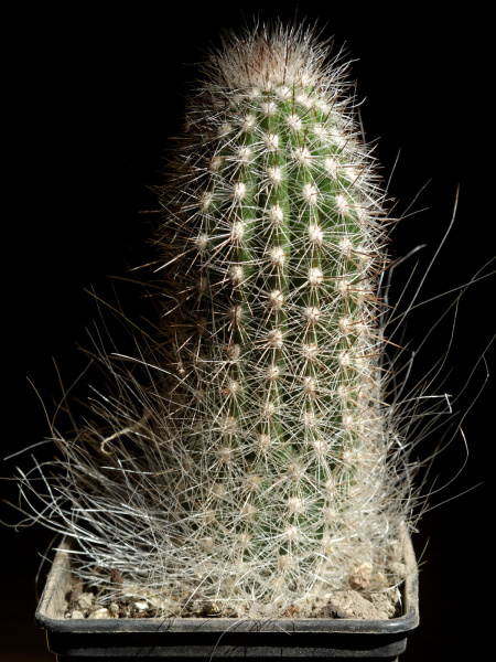 Файл:Thrixanthocereus blosfeldiorum 3.jpg