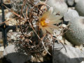 Turbinicarpus schmiedickeanus flaviflorus 4.jpg