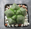 Astrophytum myriostigma cv. KIKKO