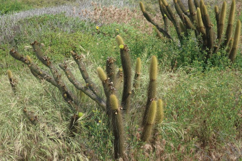 Файл:Bergerocactus emoryi 316.jpg