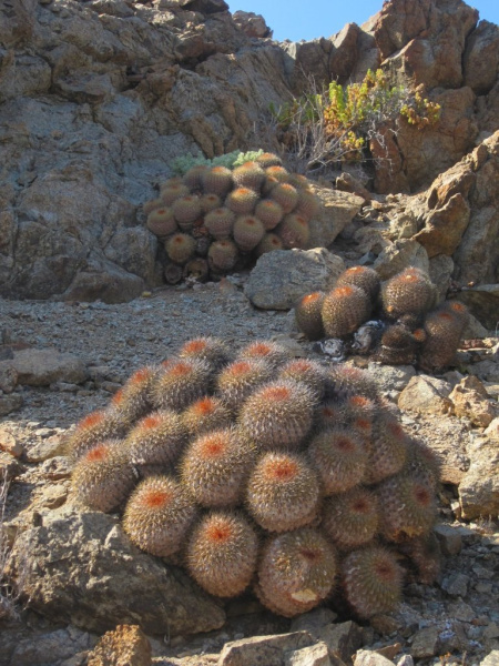 Файл:Copiapoa serpentisulcata 2.jpeg