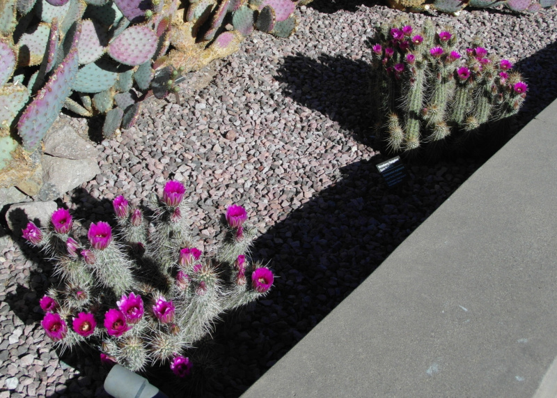 Файл:Echinocereus engelmannii 83.JPG