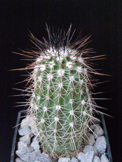 Echinocereus stoloniferus ssp. tayopensis.JPG