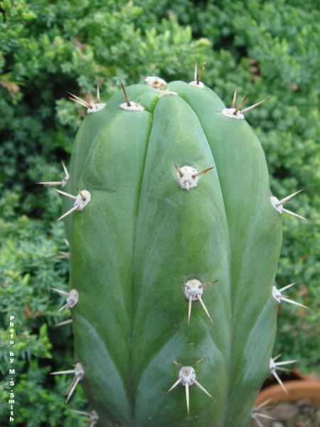 Файл:Echinopsis pachanoi 3.jpg