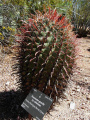 Ferocactus gracilis coloratus 32.JPG