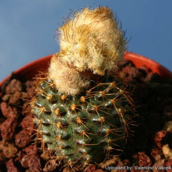 Файл:Frailea mammifera ssp. mammifera 13197.jpg