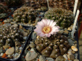 Gymnocalycium alboareolatum STO 88-180