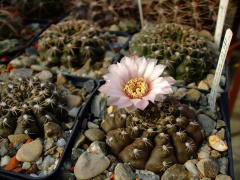 Gymnocalycium alboareolatum STO 88-180.jpg