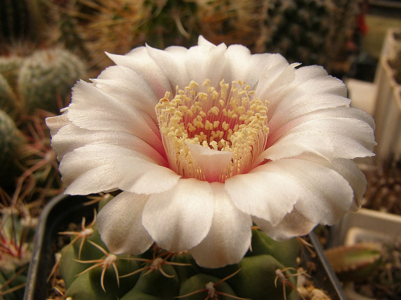 Файл:Gymnocalycium bodenbenderianum.jpg