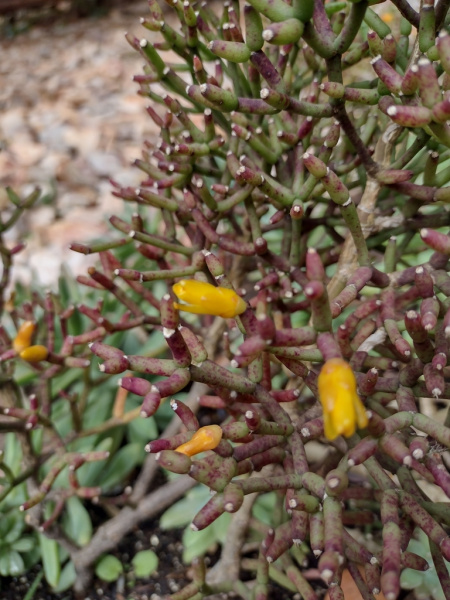 Файл:Hatiora cylindrica 2.jpeg