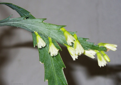 Lepismium houlletianum 01W.jpg