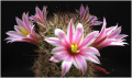 Mammillaria blossfeldiana 03.jpg