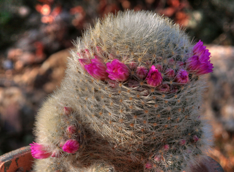 Файл:Mammillaria laui subsp dasyacantha 1.jpg