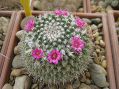 Mammillaria orcutii.jpg