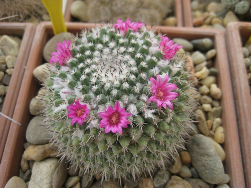 Файл:Mammillaria orcutii.jpg