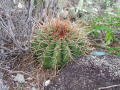 Melocactus ernestii ssp. ernestii 5.JPG