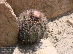 Melocactus peruvianus.jpg