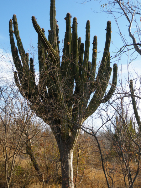 Файл:Pachycereus pecten-aboriginum 1.jpg