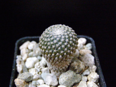 Pelecyphora strobiliformis.jpg