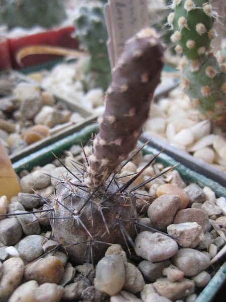 Файл:Pterocactus hickenii MK 811.jpg
