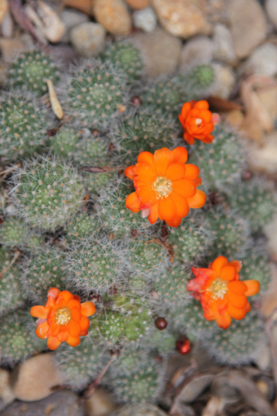 Файл:Rebutia pulvinosa ssp. pulvinosa 4.jpg