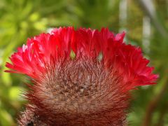 Rebutia steinbachii ssp. tiraquensis 01.jpg