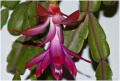 Schlumbergera russelliana