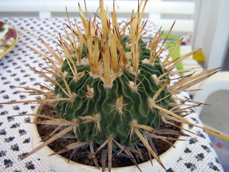 Файл:Stenocactus 0092.JPG