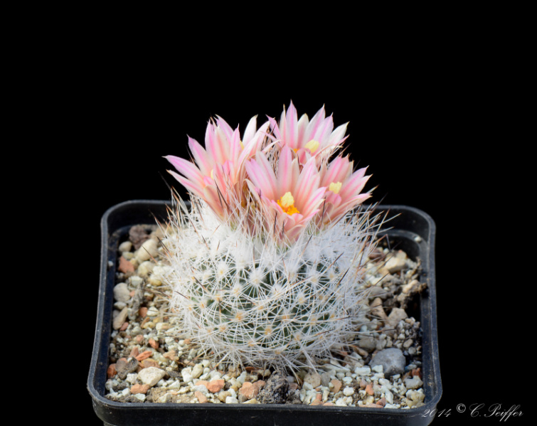 Файл:Turbinicarpus beguinii ssp. zaragozae 0.jpg