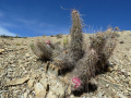 Austrocylindropuntia shaferi