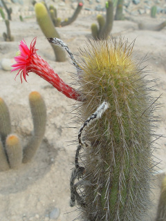 Cleistocactus acanthurus ssp. faustianus.jpg