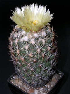 Coryphantha compacta.JPG