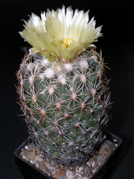 Файл:Coryphantha compacta.JPG