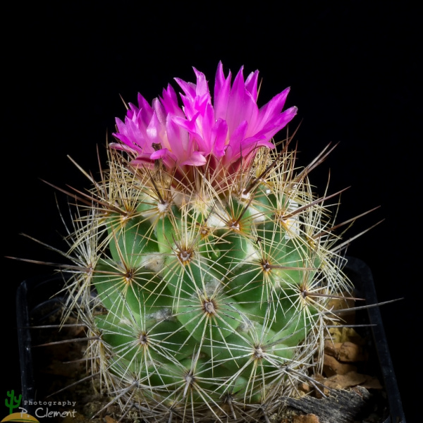 Файл:Coryphantha pseudoechinus 2.jpg