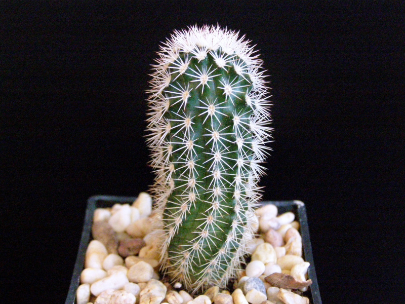 Файл:Echinocereus pectinatus ssp. wenigeri.JPG