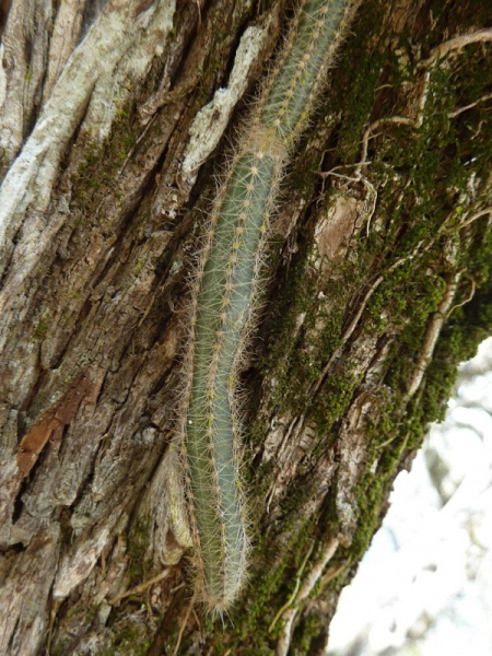 Файл:Hylocereus setaceus 1110997.JPG